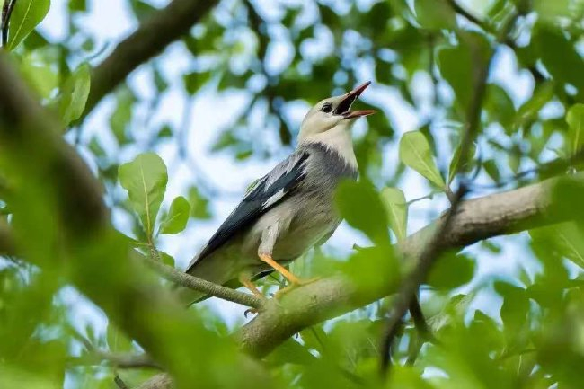 维护生态多样性