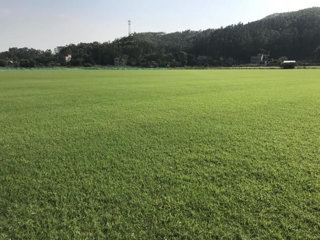 位于惠州博罗的朝向草坪草选育与研究基地