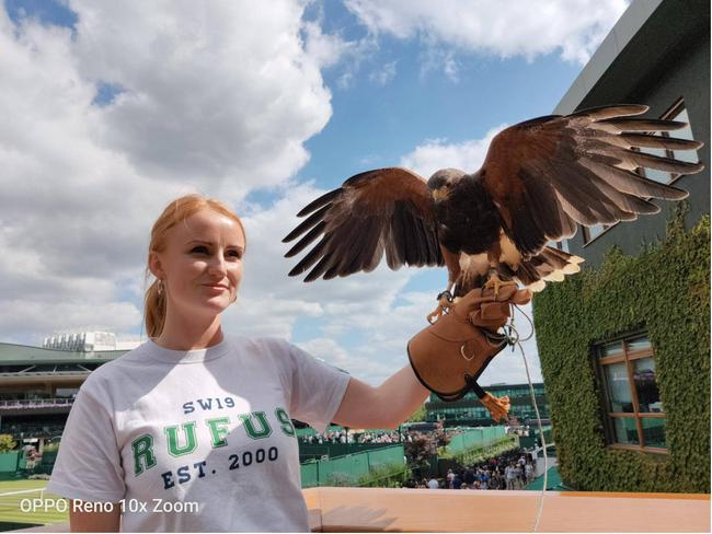 栗翅鹰和它的驯养师