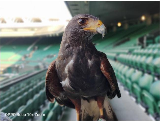 出现在温网场馆内的粟翅鹰