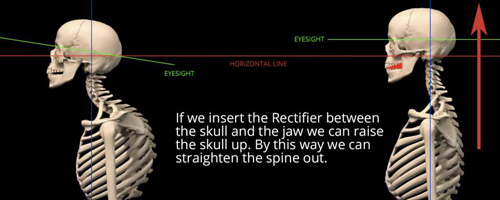 牙齿会对其他骨骼产生影响