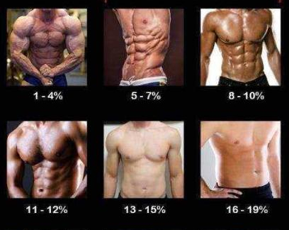 不同体脂率的肌肉