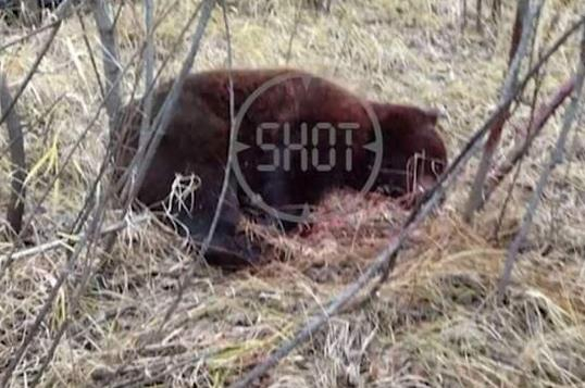 母熊实际是被枪杀的