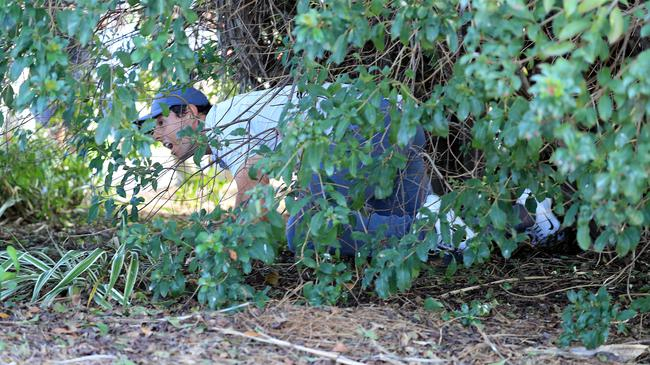 小麦尴尬树下救球