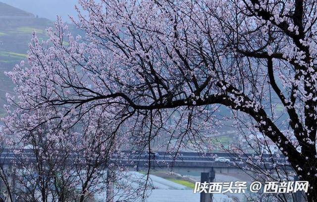 陕西宁强 春到七盘关微雨润百花 新浪图片