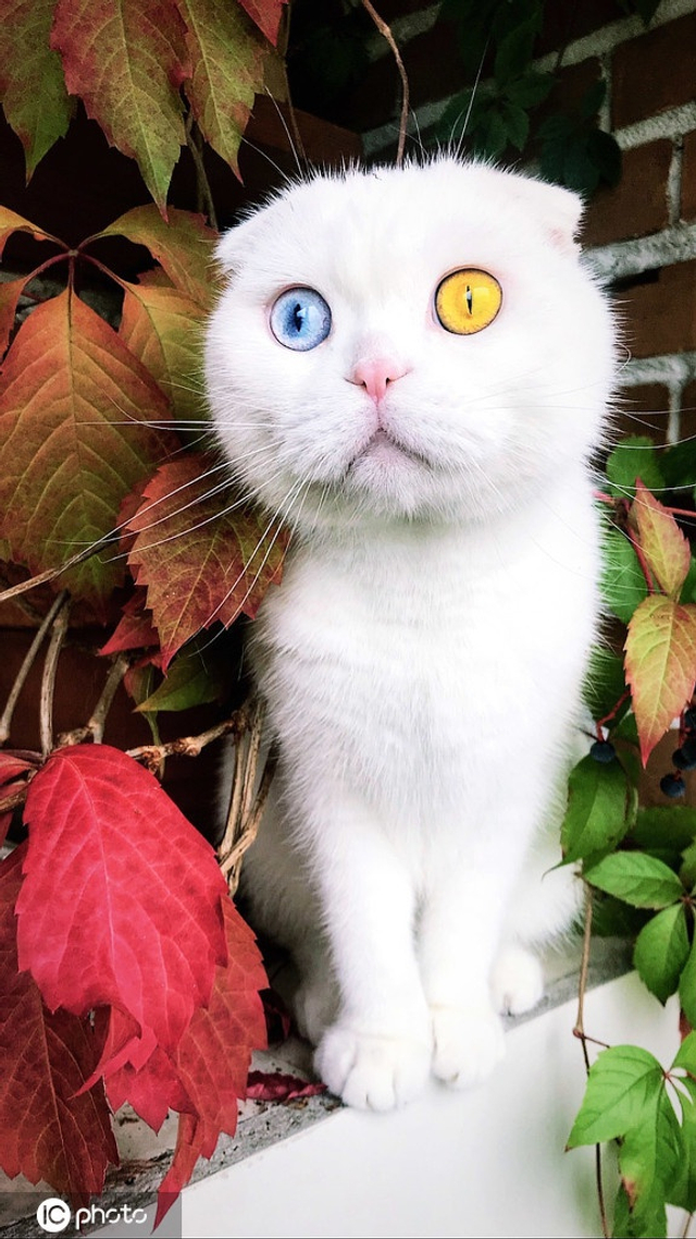 迷倒铲屎官!苏格兰折耳猫天生异色瞳高颜值