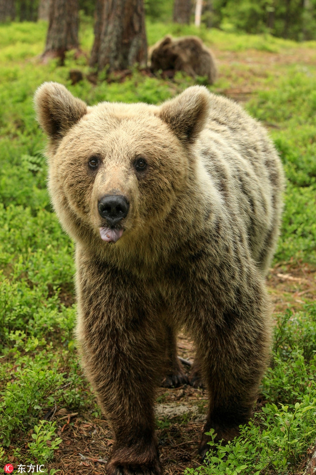 于是valtteri大胆走上前去,在相隔一米不到的距离捕捉到小熊的可爱