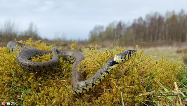 大胆瓢虫爬到草蛇鼻尖上散步 小命不想要了？ 