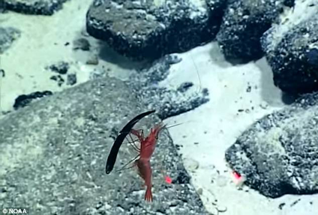 深海激烈战斗：虾活生生取食小鱼并拖出其肚子里的猎物