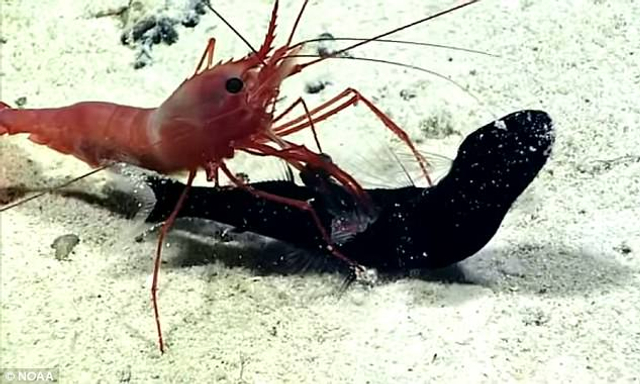 深海激烈战斗：虾活生生取食小鱼并拖出其肚子里的猎物