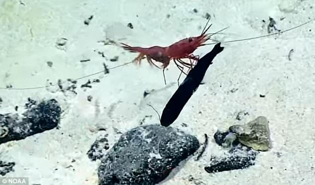 深海激烈战斗：虾活生生取食小鱼并拖出其肚子里的猎物