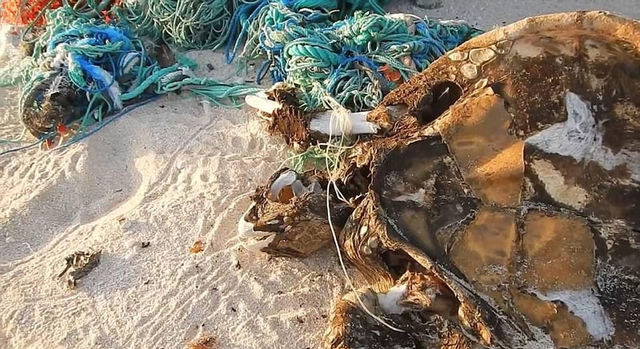 无人岛竟成垃圾场 破坏生态引关注