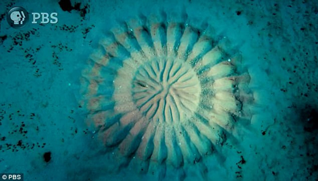 河鲀海底求偶艺术：花费6周打造而成