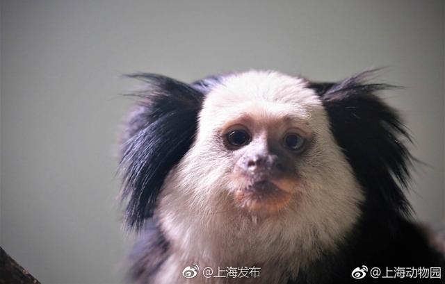 喜欢萌物的小伙伴看过来!上海动物园 里新来了一群萌宝,它们是原产于巴西的杰氏狨。杰氏狨得名于它们面部一圈厚厚的白毛,因此也称为白面狨,它们还有着胖乎乎的身体和长长的尾巴。白面狨生性机警,连饲养员进去喂食的时候,它们也会小心翼翼地躲起来。戳图看看小萌猴长啥样?