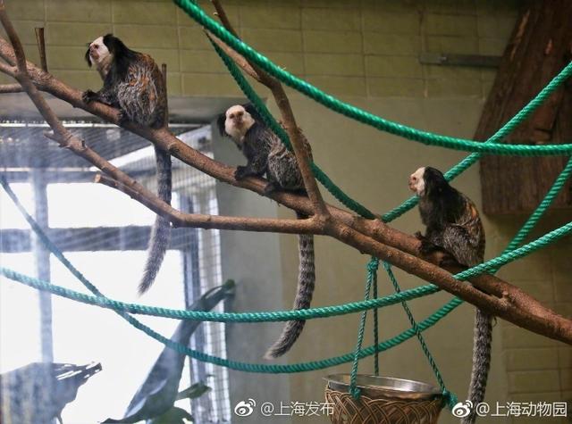 喜欢萌物的小伙伴看过来!上海动物园 里新来了一群萌宝,它们是原产于巴西的杰氏狨。杰氏狨得名于它们面部一圈厚厚的白毛,因此也称为白面狨,它们还有着胖乎乎的身体和长长的尾巴。白面狨生性机警,连饲养员进去喂食的时候,它们也会小心翼翼地躲起来。戳图看看小萌猴长啥样?