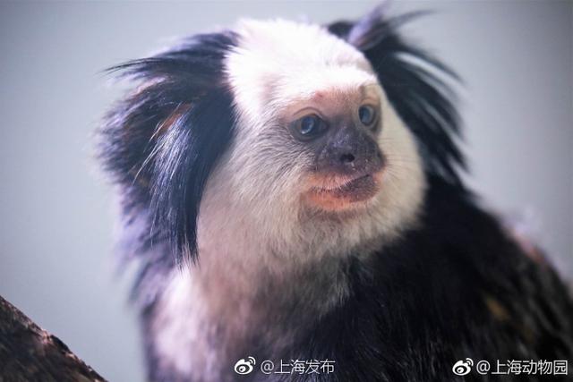 喜欢萌物的小伙伴看过来!上海动物园 里新来了一群萌宝,它们是原产于巴西的杰氏狨。杰氏狨得名于它们面部一圈厚厚的白毛,因此也称为白面狨,它们还有着胖乎乎的身体和长长的尾巴。白面狨生性机警,连饲养员进去喂食的时候,它们也会小心翼翼地躲起来。戳图看看小萌猴长啥样?