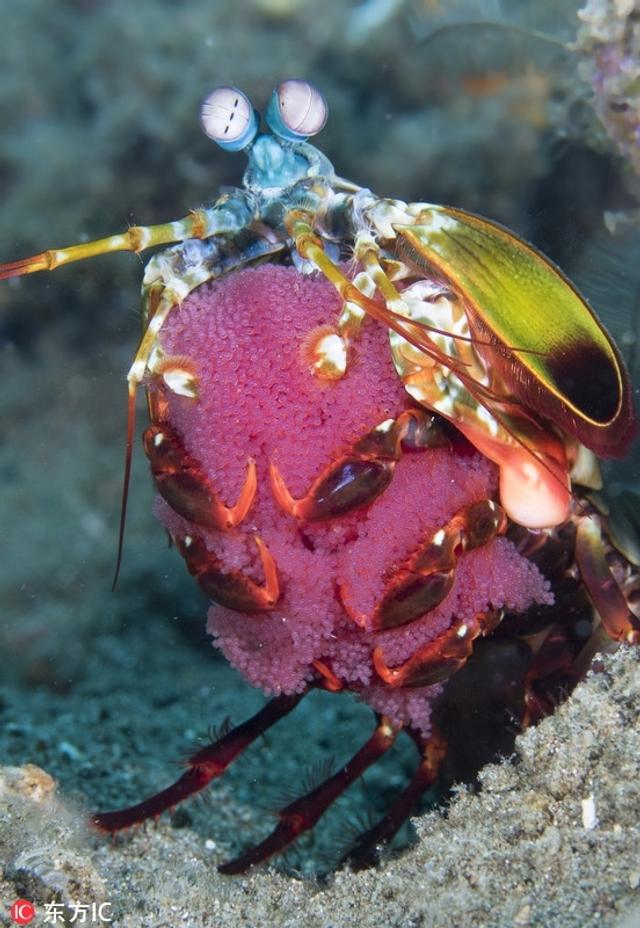 水下摄影师用一组震撼的摄影作品,展示了深海海洋生物们的独特行为。摄影师Marty Snyderman专职拍摄这些生物。为了找到这些有趣的海洋生物,Marty时常会向渔民、科学家、其他摄影师以及当地的潜水教练咨询。