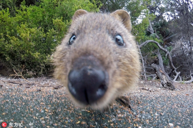 澳短尾矮袋鼠微笑自拍 镜头感十足