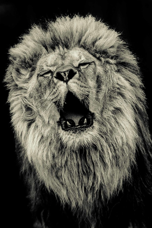 凶猛野兽的咆哮 发威的巨大猫科动物