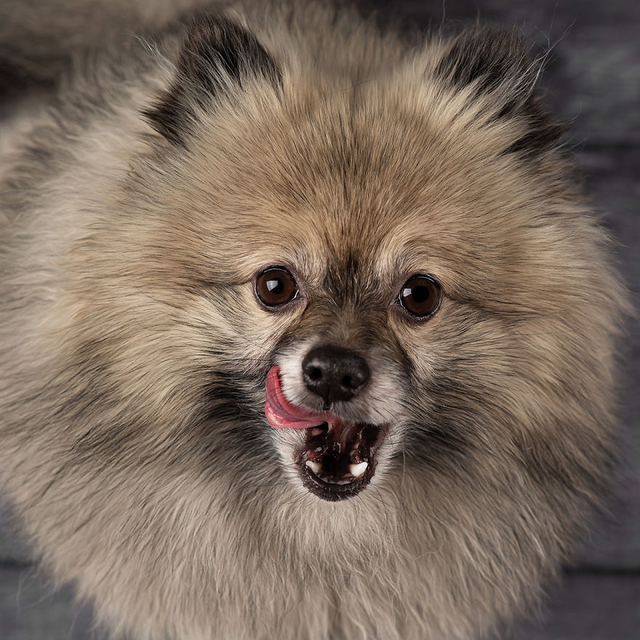 汪星人的歪头杀 卖萌吐舌的狗狗
