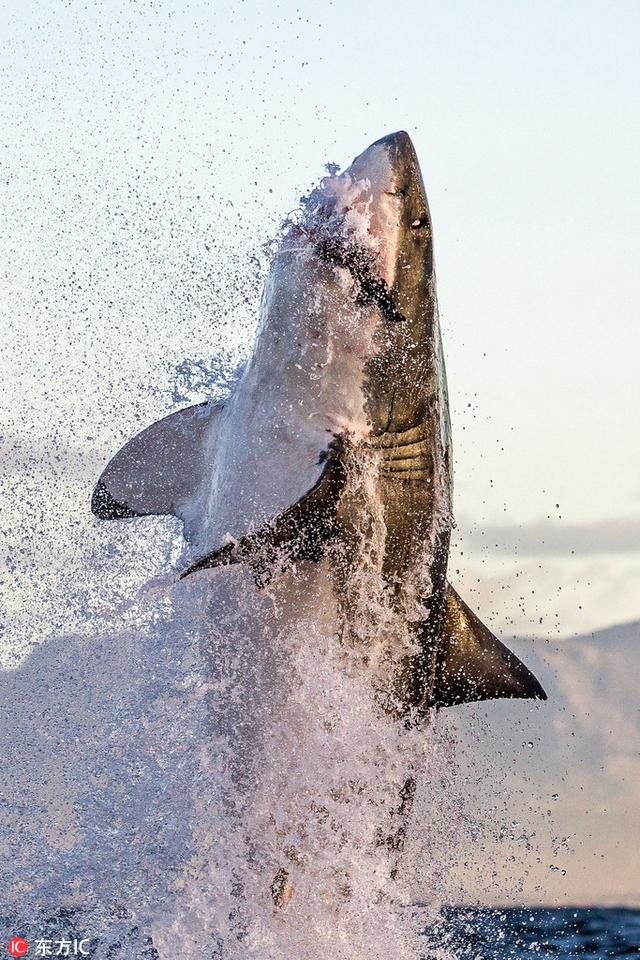 摄影师在南非海湾偶然拍摄到了一只大白鲨捕食海豹的瞬间.