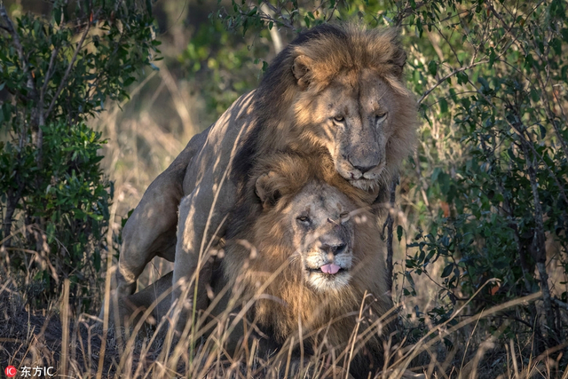 我们也不能说什么,毕竟被人类约束禁锢的动物有时会做出一起奇怪举动