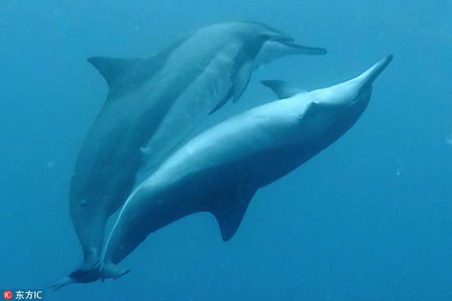 海豚的生殖缝正面图片图片