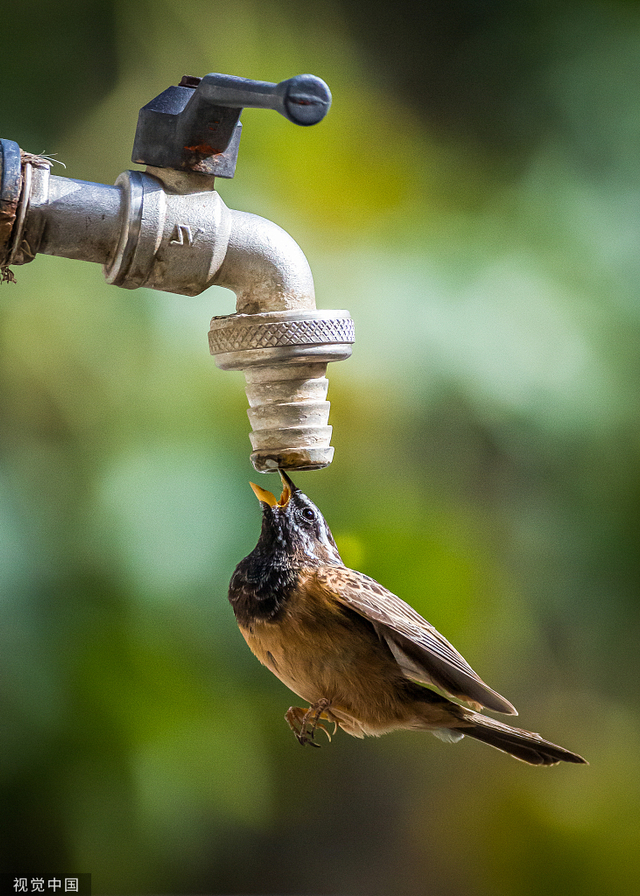 口渴鸟儿接住水龙头水滴 展示腾空悬停本领_新浪图片