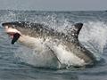 七种最具攻击力的鲨鱼：大白鲨攻击人类次数最多
