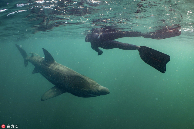 7           姥鲨是继鲸鲨以下世界上第二大的鱼类,它们游动缓慢