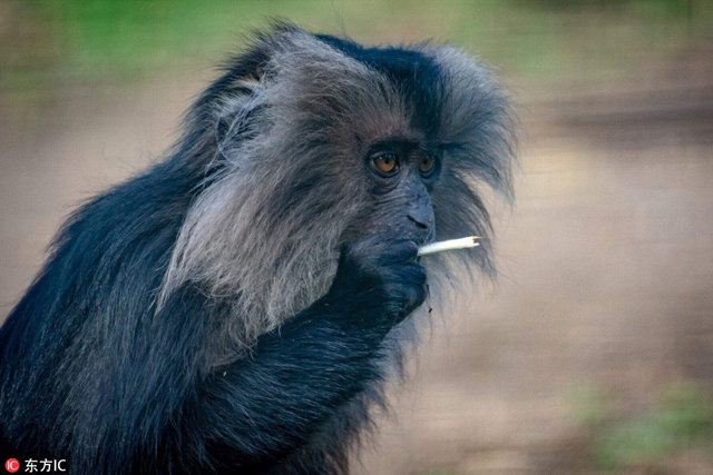 英国狮尾猴"烟鬼"上线 嘬嘴吸食树枝似抽卷烟