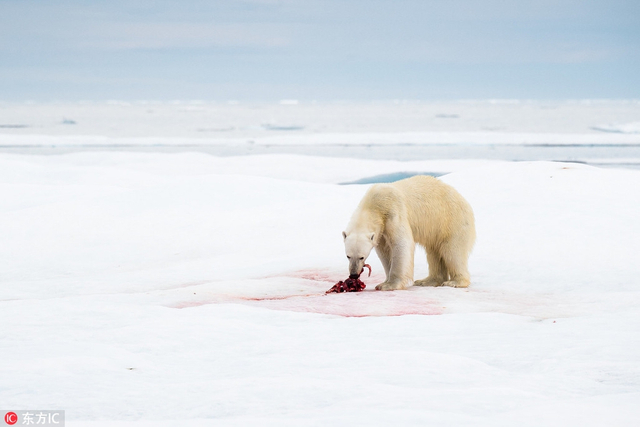 野生动物摄影师florian ledoux 用一组航拍图记录了北极熊的生存现状