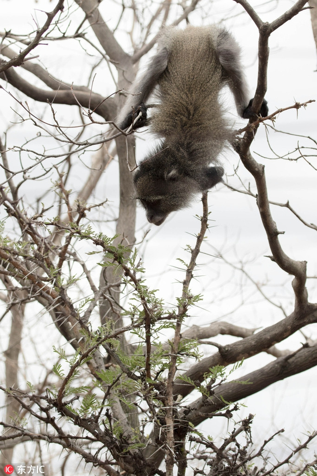 南非小猴子遭电击失去双臂 重返自然顽强生活