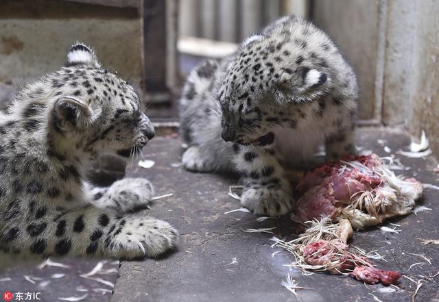 當地時間2018年9月2日,捷克,伊赫拉瓦動物園(jihlava zoo)的雪豹在園