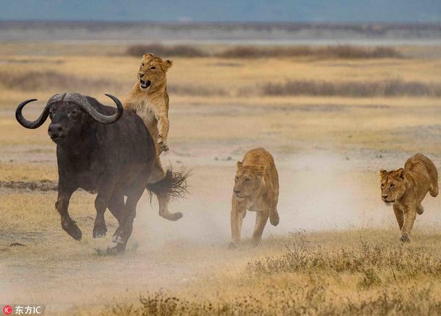 南非母狮教小狮子捕猎 水牛疯狂逃命狮口脱险