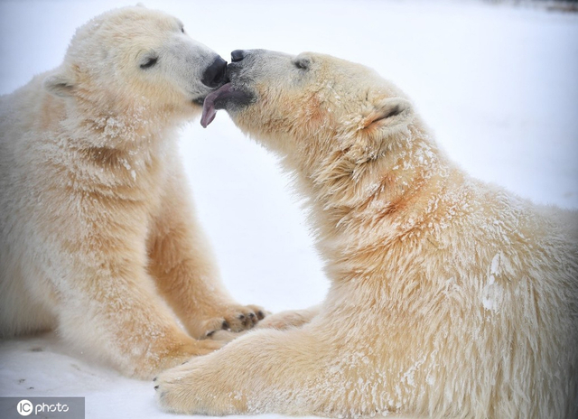 9           当地时间2017年1月17日,俄罗斯莫斯科,莫斯科动物园里的