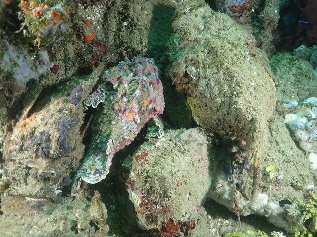 瑟瑟发抖!潜水者偶遇世界最毒鱼"玫瑰毒鲉"