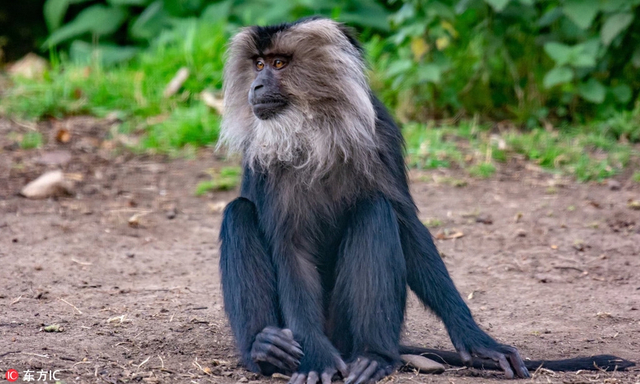 英国狮尾猴"烟鬼"上线 嘬嘴吸食树枝似抽卷烟
