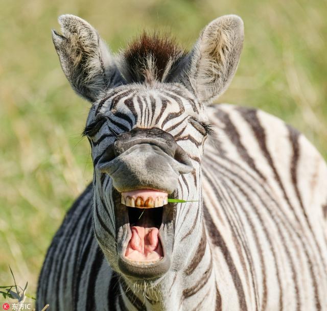南非斑马对镜头狂笑 牙齿上粘草笑眯了眼