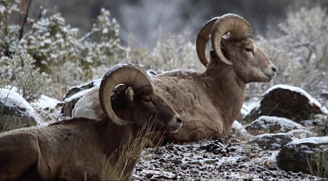 "悬崖精灵":北美大角羊的力量与美丽