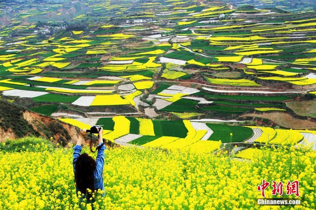 乡村油菜花海漫山绽放春日胜景醉千山_新浪图片