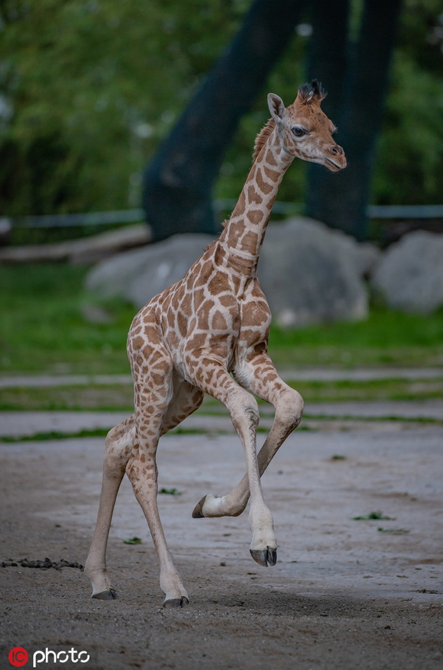英动物园小长颈鹿首次户外活动 开心奔跑萌态百出