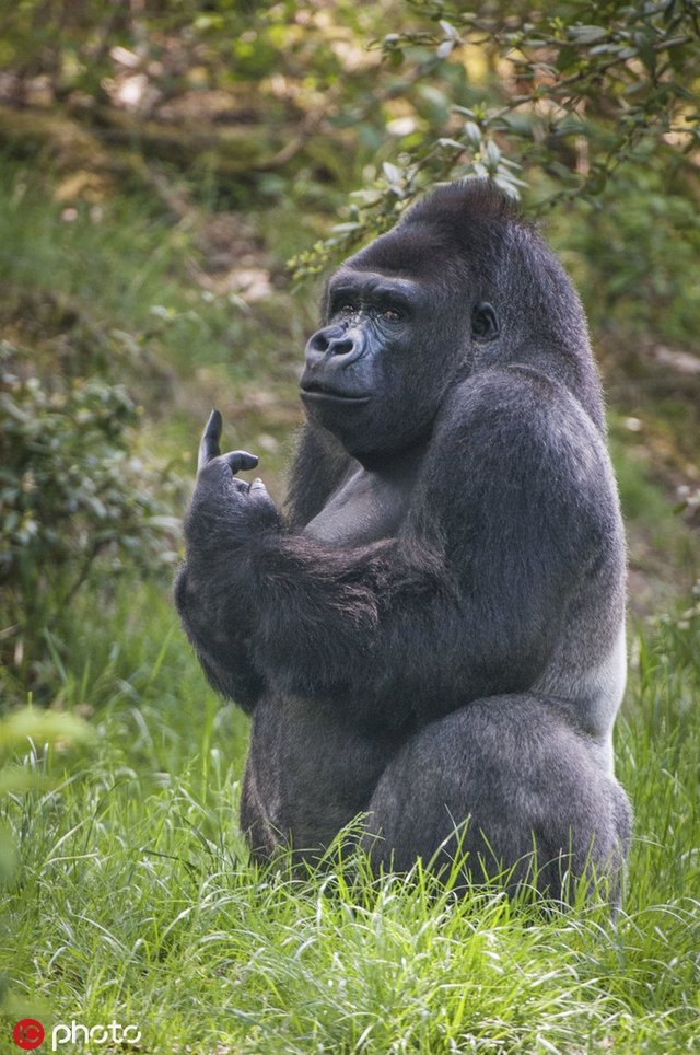 不满被跟拍 猩猩们用竖中指"怼"摄影师