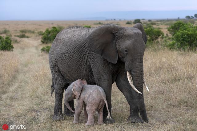 肯尼亚大草原现超罕见白化病小象 通体粉色