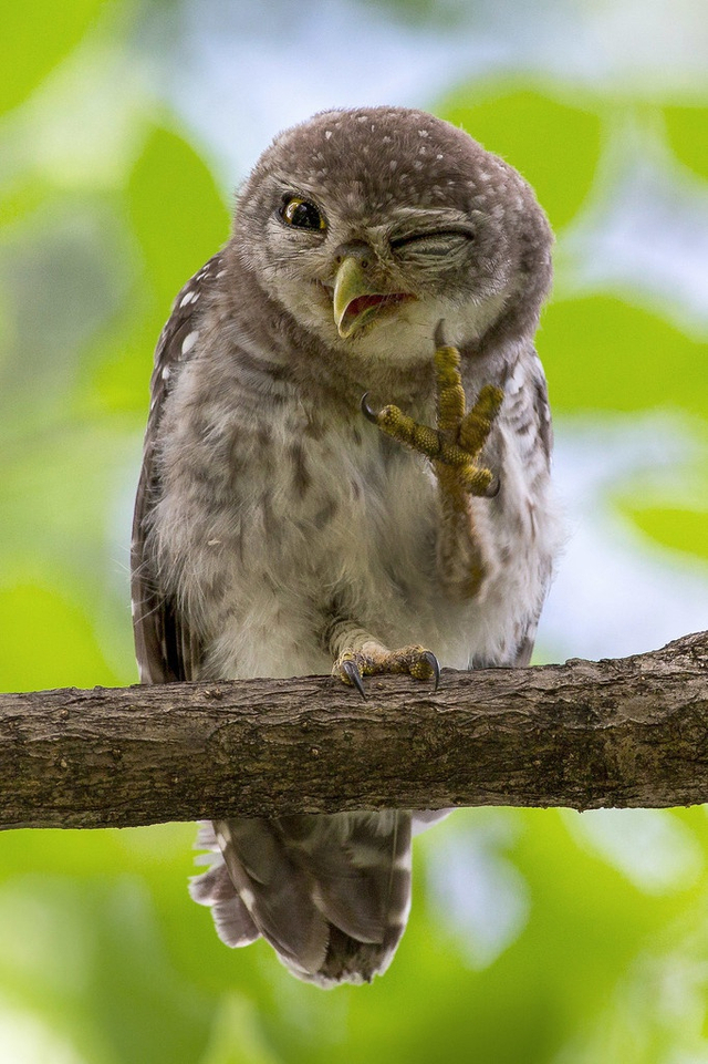 晒晒小动物们的自拍照 镜头感满满