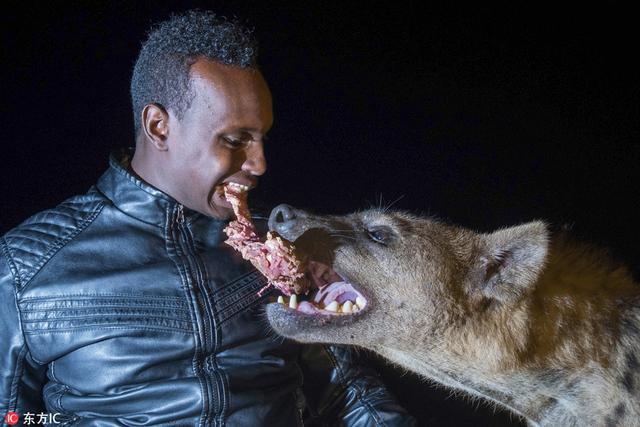 胆肥!埃塞俄比亚男子以嘴叼肉喂食鬣狗
