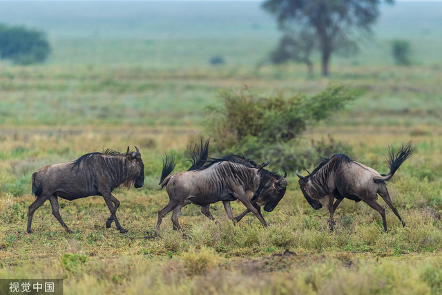 坦桑尼亚草原角马疯狂争斗 上演狂野"剪刀踢"