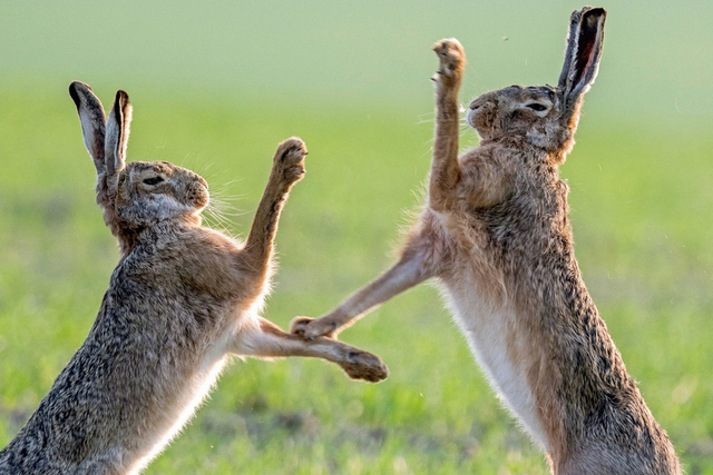 萌力暴击!动物界激烈打斗也会莫名可爱