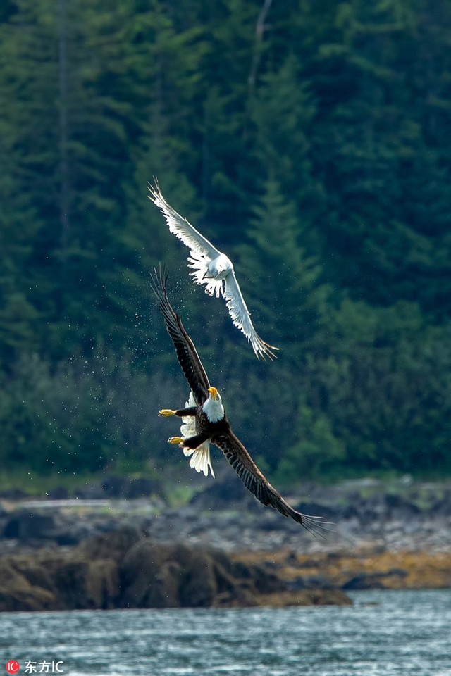 天生猎手!实拍阿拉斯加白头海雕半空捕食海鸥