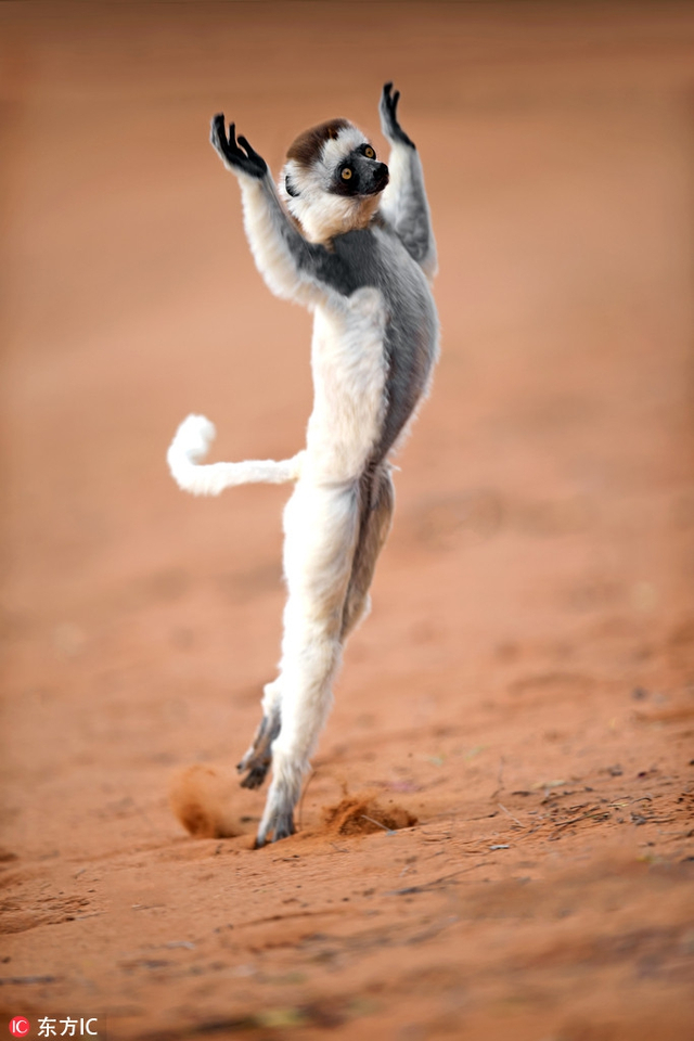 围观小动物花式撩人秀性感